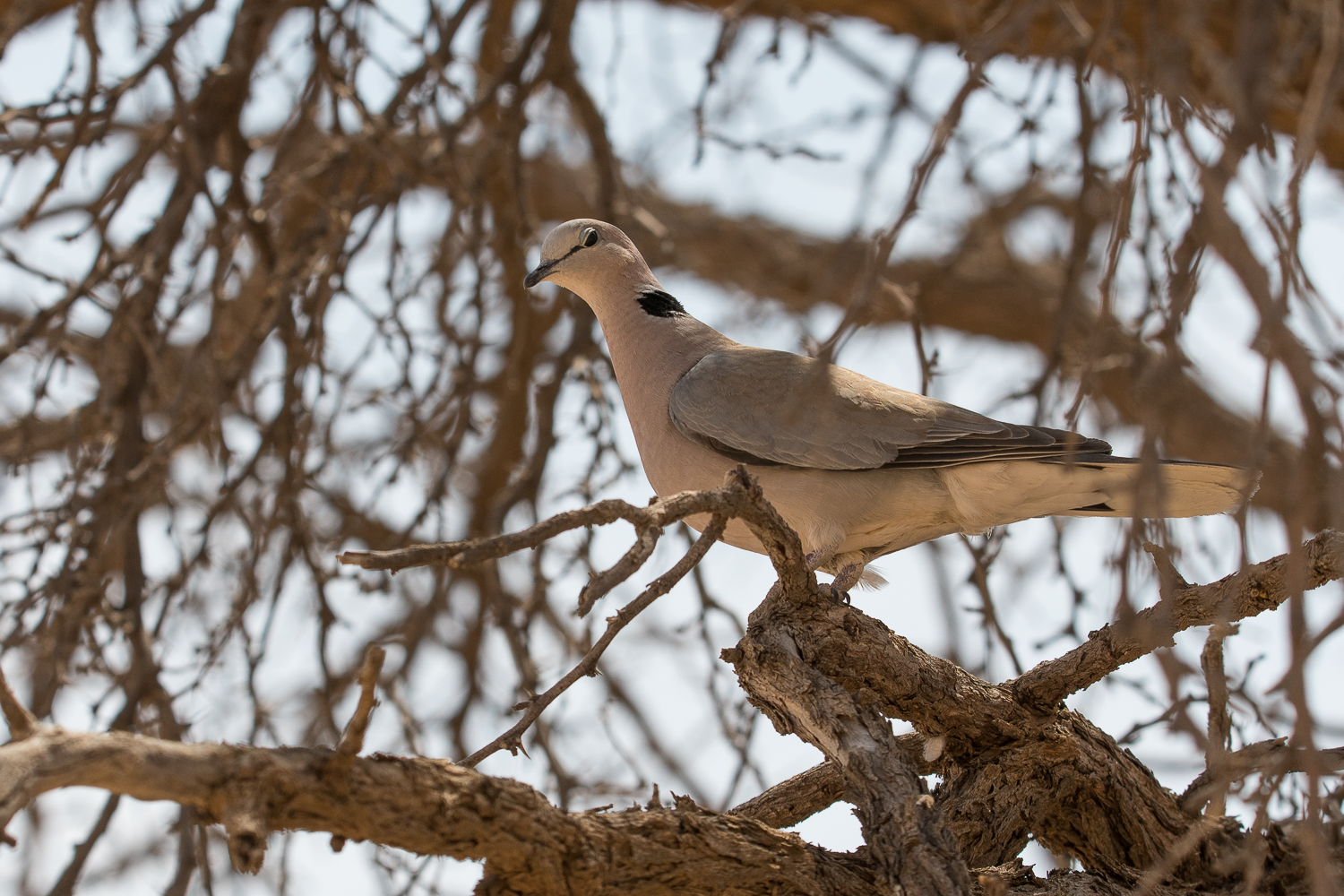 Tourterelle du Cap (Cape turtle-dove, Streptopelia capicola), ETOSHA, Namibie, et Kgalagadi Transfrontier Park, Kalahari, Northern Cape, Afrique du sud.